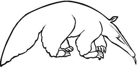 Anteater 3 Coloring Page